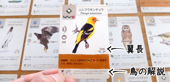 ウイングスパンのカードには、絵が綺麗な鳥が載っている