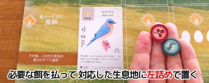 鳥カードを出すときは対応している生息地に左詰めで置く｜ウイングスパン