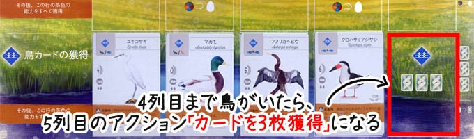 ウイングスパンのアクション「鳥カードの獲得」：湿地の４列目まで鳥がいたら、５列目のアクション「カードを３枚獲得」ができる