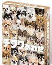 チワワあわせ